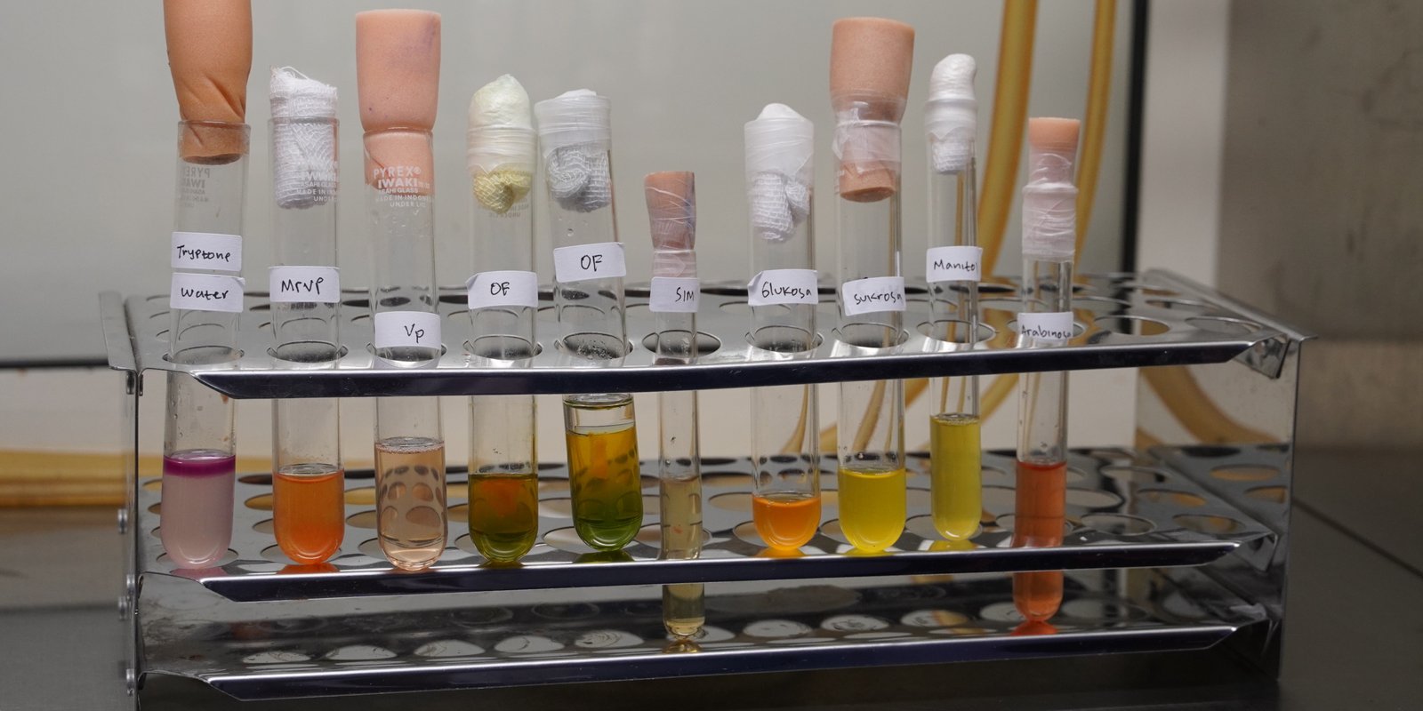 Kegiatan Laboratorium BPBAT Sungai Gelam